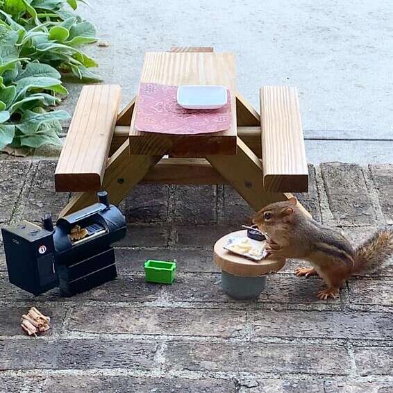 סושי לסנאים // צילום: מתוך הפייסבוק של אנג'לה הנסברגר